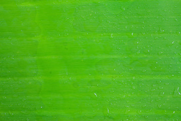 Obraz premium Green leaf texture for background.
