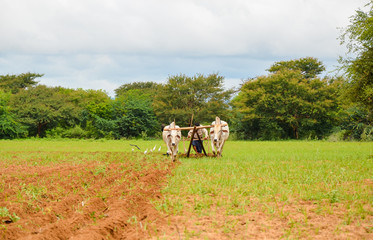 Obraz premium Ox cart ploughing the furrow in Bagan, Myanmar