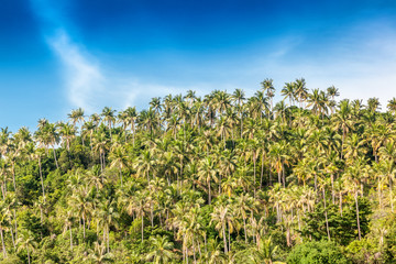 Fototapeta na wymiar hill covered with jungle palm against the blue sky. Beautiful na