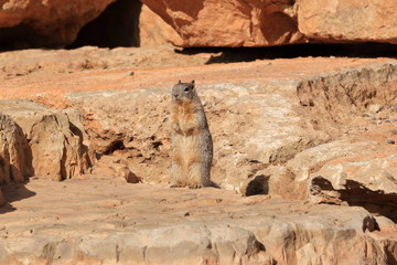 Wild Squirrel :Grand Canyon