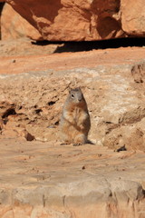 Wild Squirrel :Grand Canyon