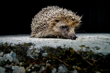 West European Hedgehog © underworld
