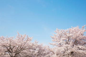 桜　染井吉野