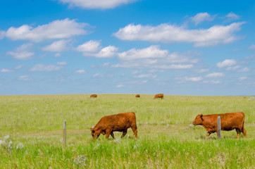 Naklejka premium Happy cows green pasture on blue sky day