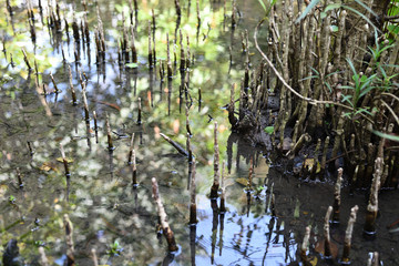 Mangrove forest help reduce the effects of global warming