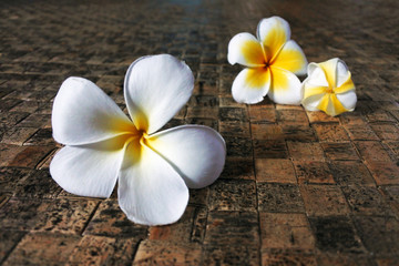 Fototapeta na wymiar Frangipani flowers on Fijian mate