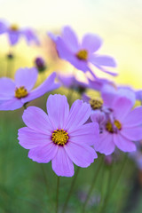 cosmos flowers in the garden with blurred background.