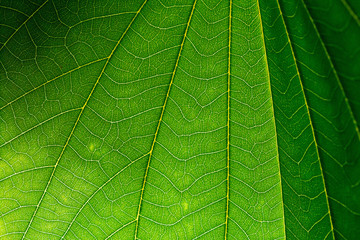 Green and Yellow Leaf