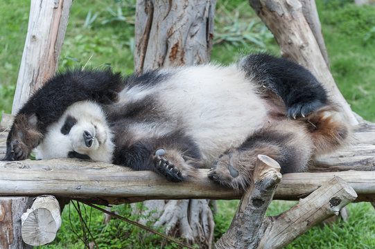 Fototapeta A sleeping giant panda bear