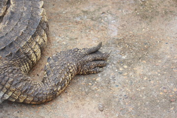 Crocodile lying