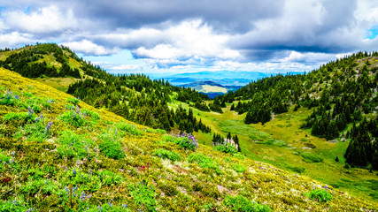 Obraz premium Hiking through Alpine Meadows full of colorful Wildflowers to Tod Mountain in the Shuswap Highlands of central British Columbia