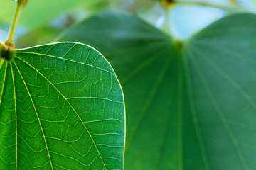 Two Bauhinia Leaves