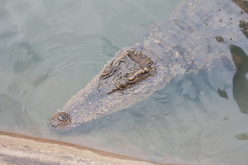 Crocodile lying