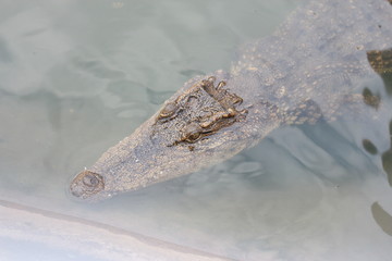 Crocodile lying