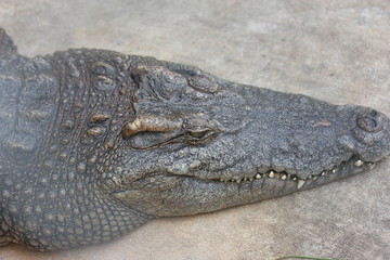 Crocodile lying