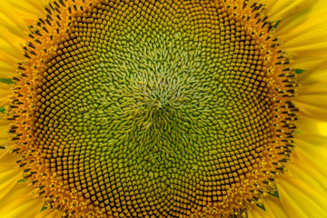 Close up middle of sunflower.