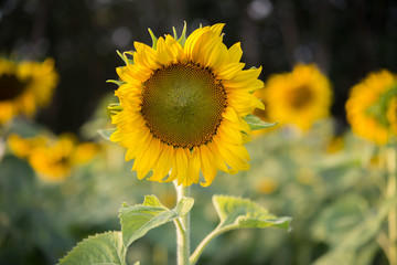 Naklejka premium Sunflowers.