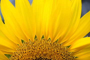 Close up of sunflower part.