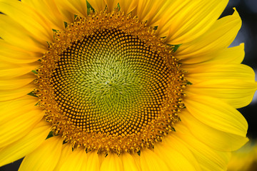 Fototapeta premium Close up middle of sunflower.