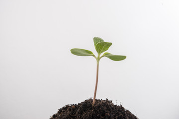 Green sprout growing.