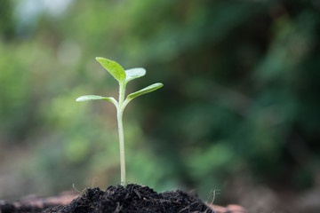 Close up of young sprout grow.