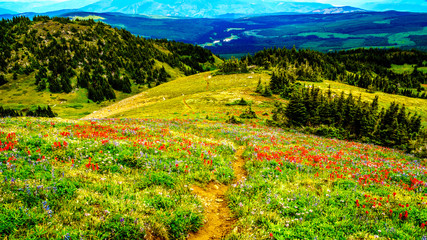 Obraz premium Hiking through Alpine Meadows full of colorful Wildflowers to Tod Mountain in the Shuswap Highlands of central British Columbia