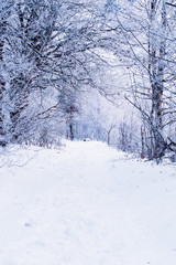 Snowy road in the forest