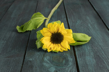 Yellow sunflower with green leaves on dark texture