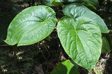 Piper methysticum plant agriculture in Fiji - obrazy, fototapety, plakaty