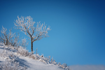 Snow-covered trees on the hillside against a blue sky