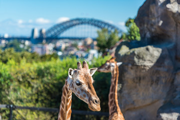 African giraffes with iconic Sydney Harbour bridge