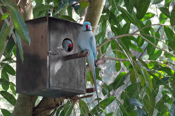 Blue Indian Ring Neck Parrots in nesting box © hereswendy