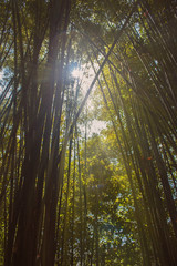 Bamboo with a sunlight.