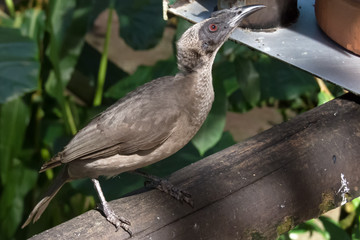 Helmeted Friarbird perched on rail