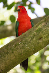 Australian king parrot sitting on branch