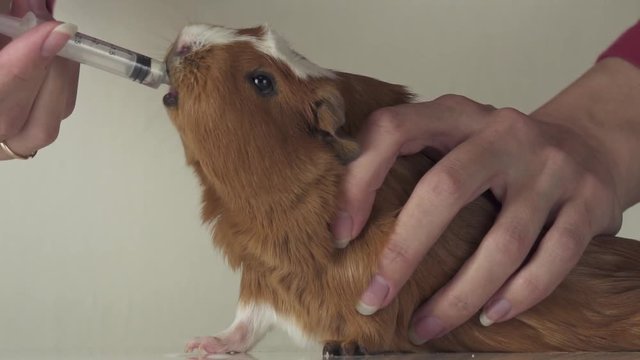 Guinea pig breed Golden American Crested drinking medicine from syringe veterinary care slow motion stock footage video