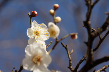 White plum