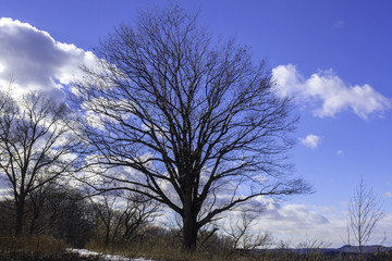 Winter tree with bare branches silhouetted against winter landsc