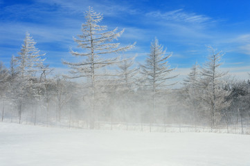 Obraz premium snow scene, snowstorm landscape a winter