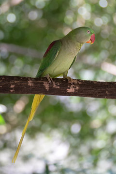Female Alexandrine parrot on branch