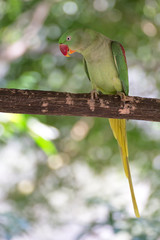 Female Alexandrine parrot on branch near Kuranda