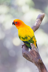 Sun conure on branch