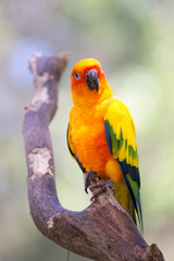 Sun Conure sitting on branch