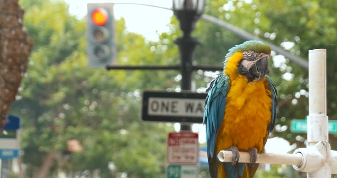 Colorful Macaw Parrot with City Backdrop