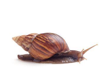A Garden Snail (Cornu aspersum) isolated on a white background with clipping path.