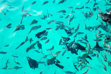 Variety tropical fish. Underwater world. Top view