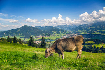 Eine Kuh frisst Gras (Bergblick)