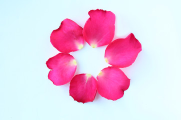 Round and overlap of Rose petals isolated on white background.