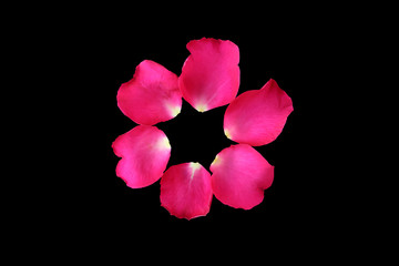 Round and overlap of Rose petals isolated on black background.