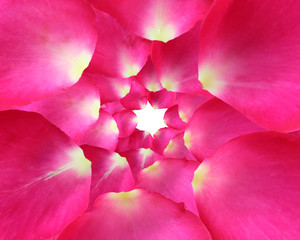 Fototapeta na wymiar Round and overlap of Rose petals isolated on white background.